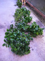 /album/fotogaleria-anubias-barteri-nanaaaa/anubias-barteri-nana-3-jpg1/